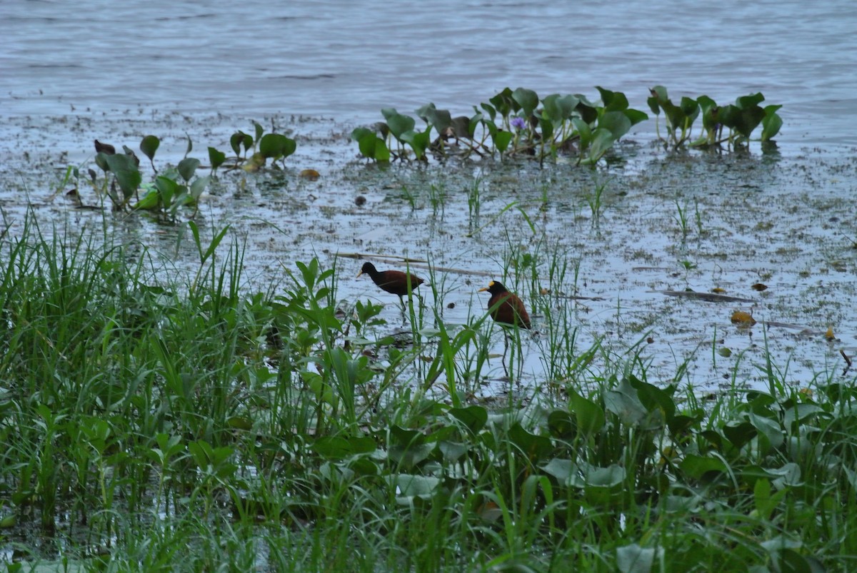 Jacana du Mexique - ML608845280