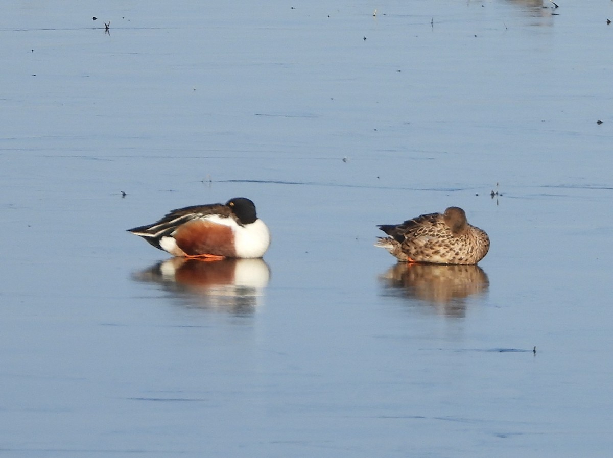 Northern Shoveler - ML608845316