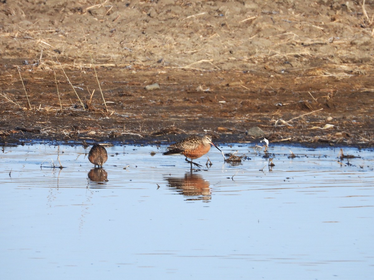 Hudsonian Godwit - ML608845326