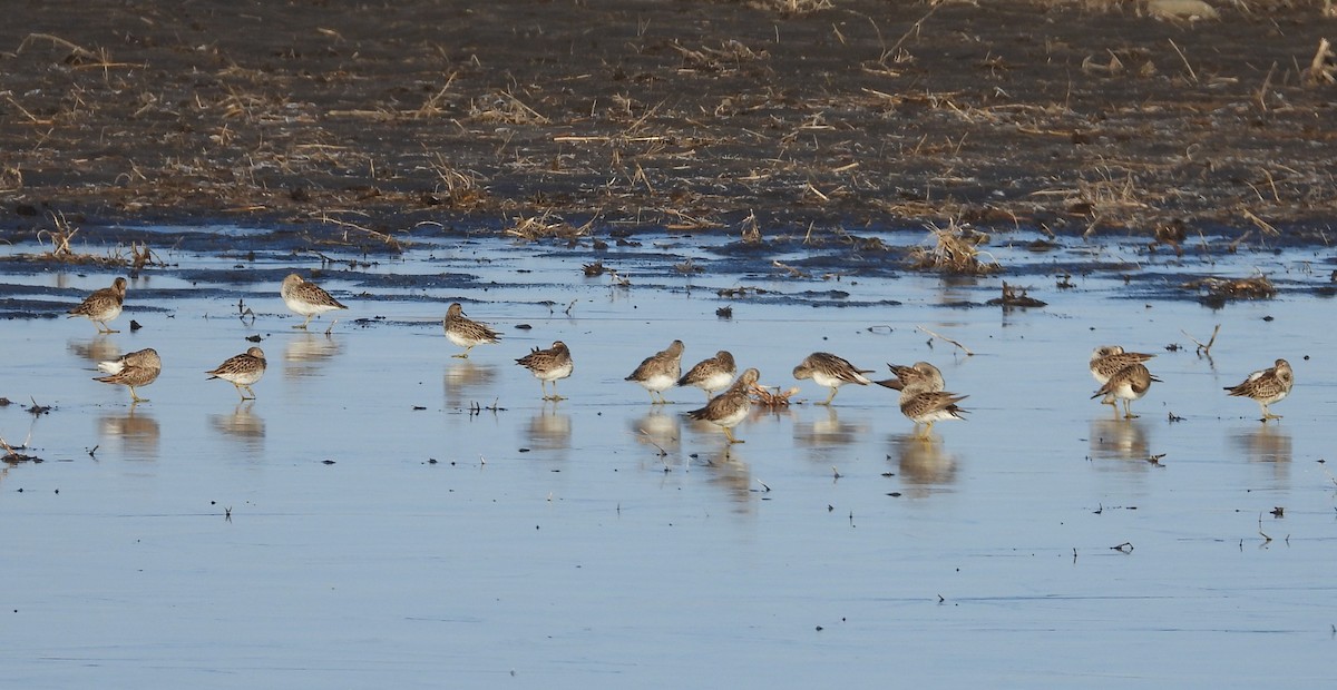 Pectoral Sandpiper - ML608845335