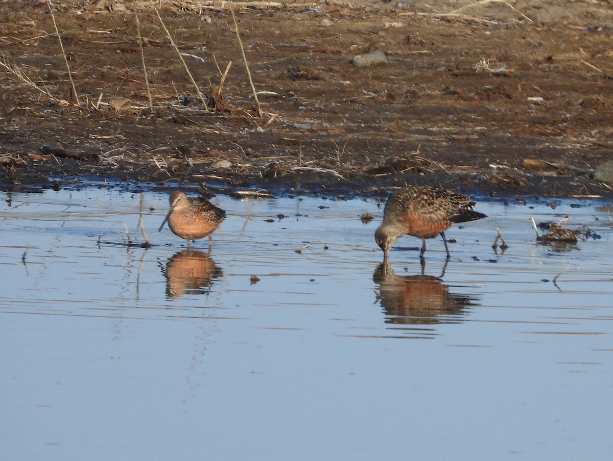 Long-billed Dowitcher - ML608845338