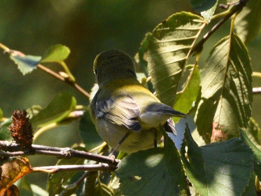 Northern Parula - ML608845629