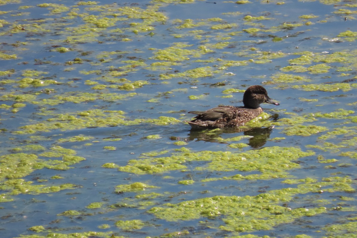 Green-winged Teal - ML608845645