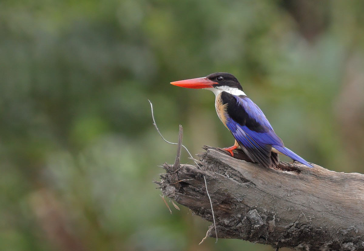 Black-capped Kingfisher - sheau torng lim