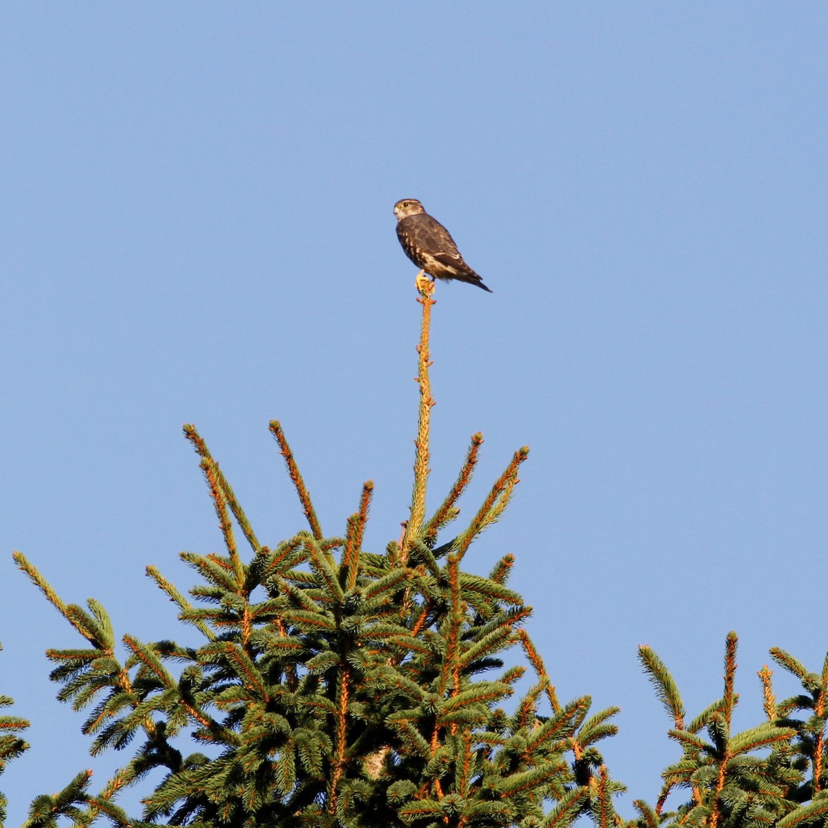 コチョウゲンボウ（columbarius） - ML608845666