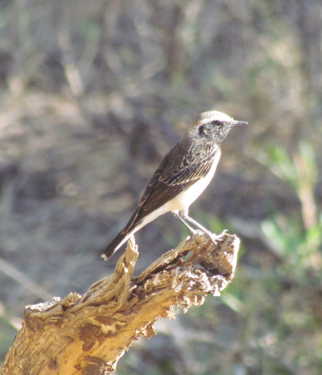 Pied Wheatear - ML60884571