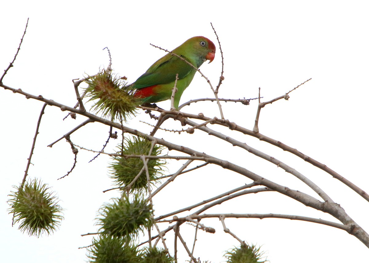 Sri Lanka Hanging-Parrot - ML608845778