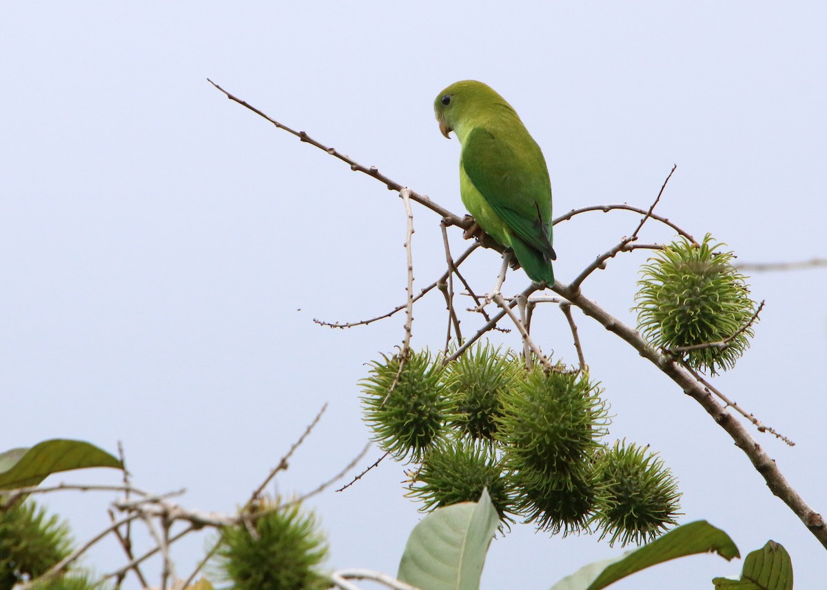 Sri Lanka Hanging-Parrot - ML608845786