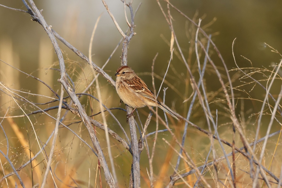 American Tree Sparrow - ML608845789