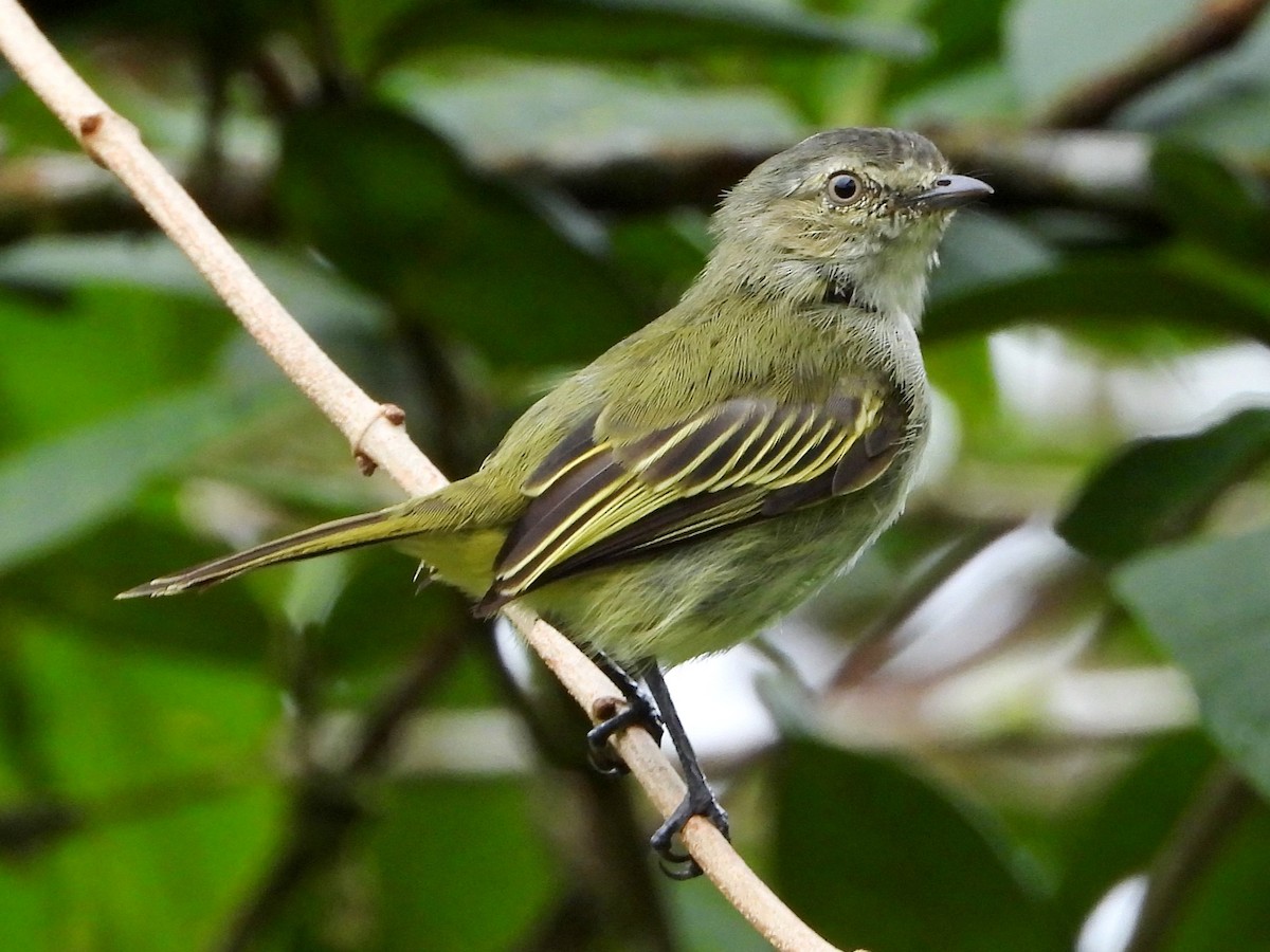 Малый москитолов - ML608845795