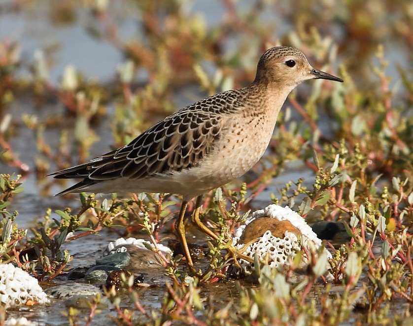 Buff-breasted Sandpiper - ML608845797