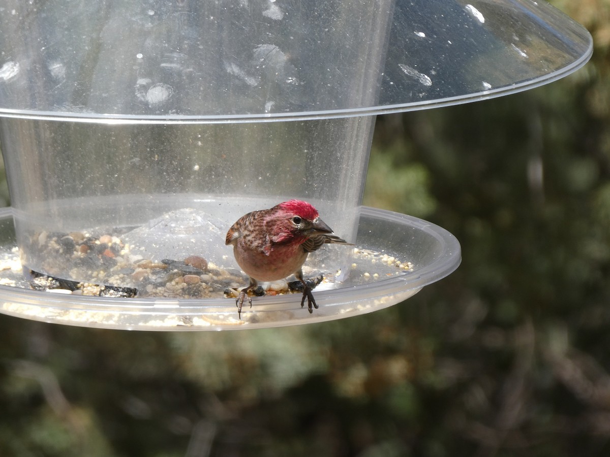 Cassin's Finch - ML608845830