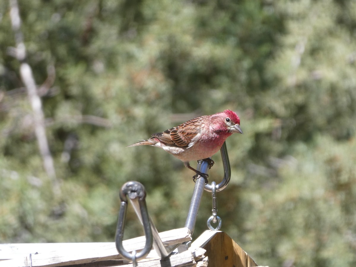 Cassin's Finch - ML608845832