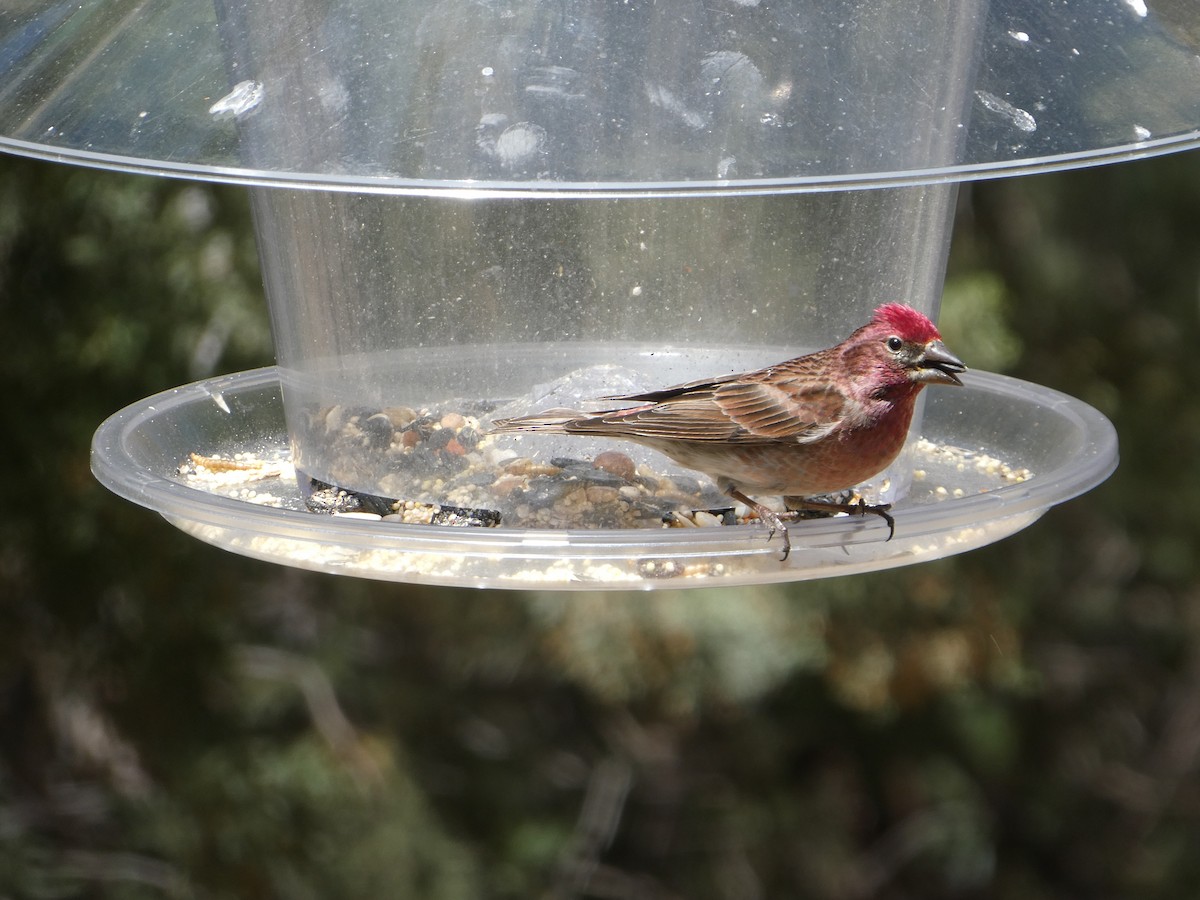 Cassin's Finch - ML608845834