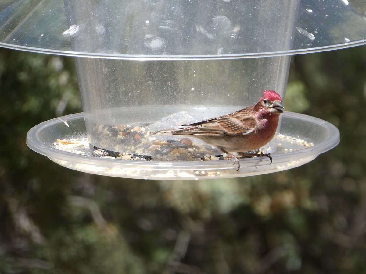 Cassin's Finch - ML608845835