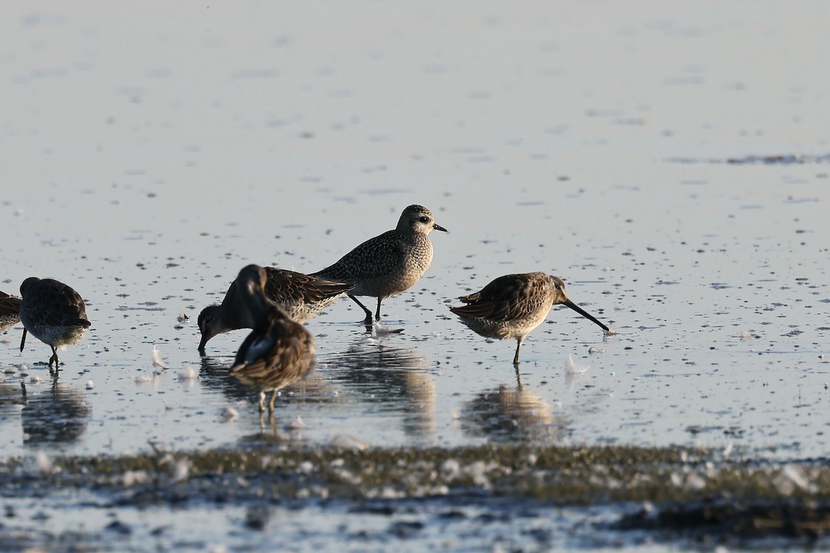 American Golden-Plover - ML608845898