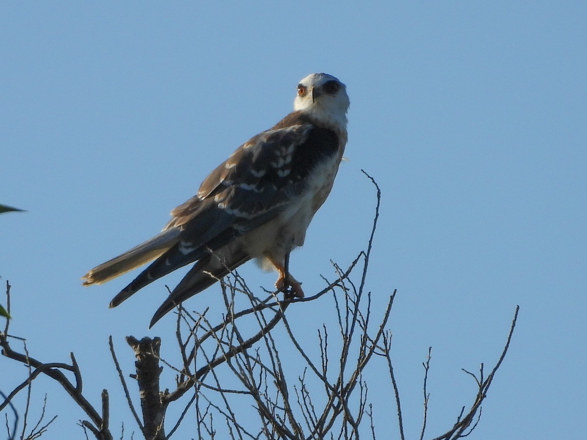 White-tailed Kite - ML608845900