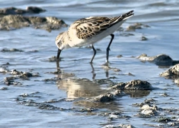 Little Stint - ML608845909