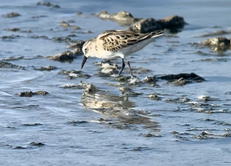 Little Stint - Patrick Finch