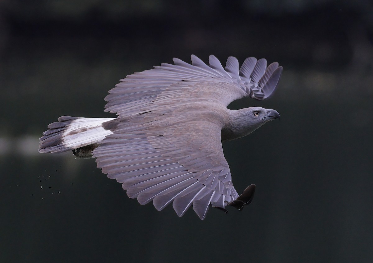 Gray-headed Fish-Eagle - sheau torng lim