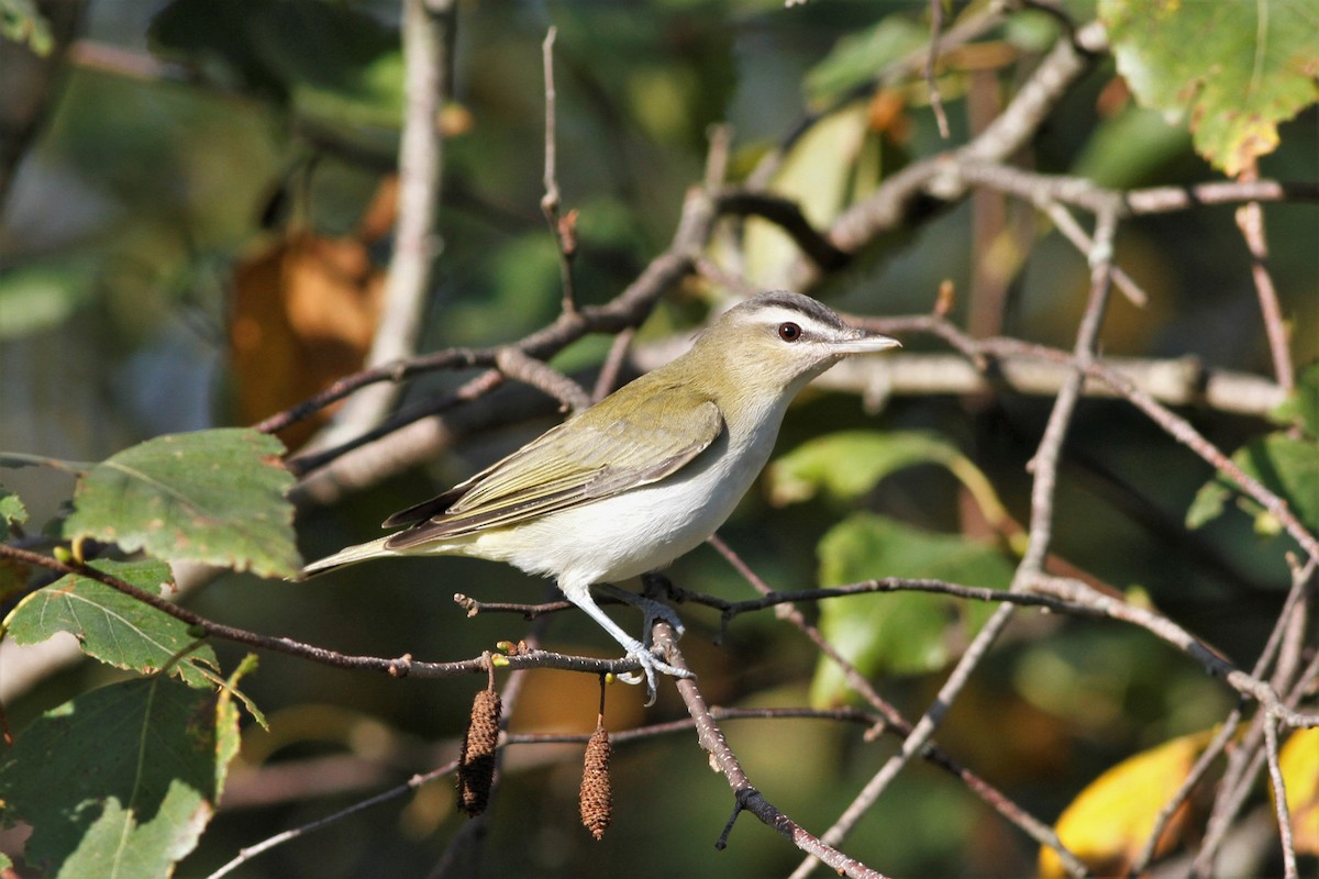 Vireo Ojirrojo - ML608845940