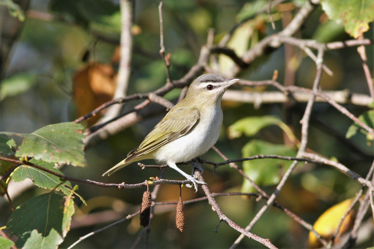 Vireo Ojirrojo - ML608845941