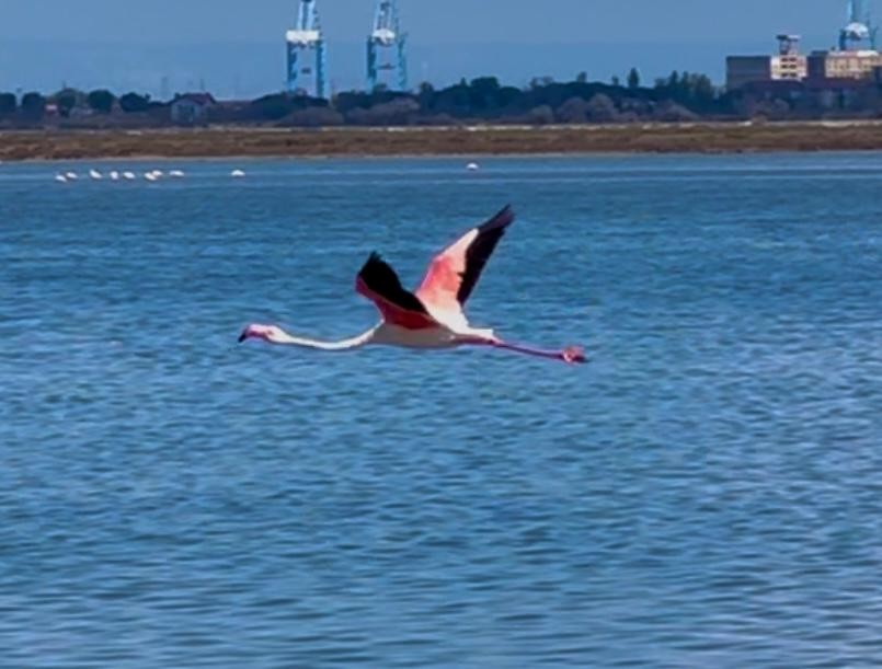 Greater Flamingo - Patrick Finch