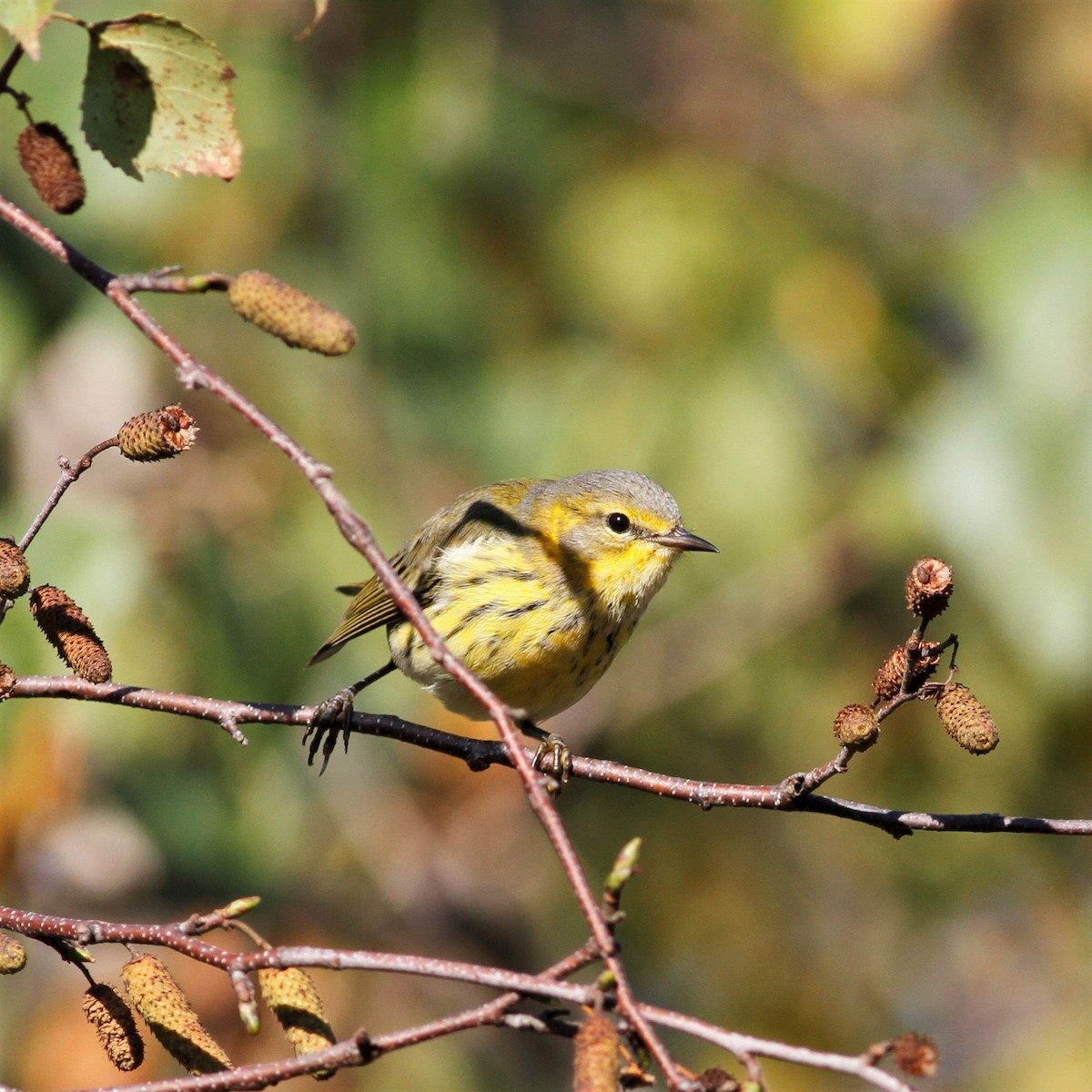 Cape May Warbler - ML608845954