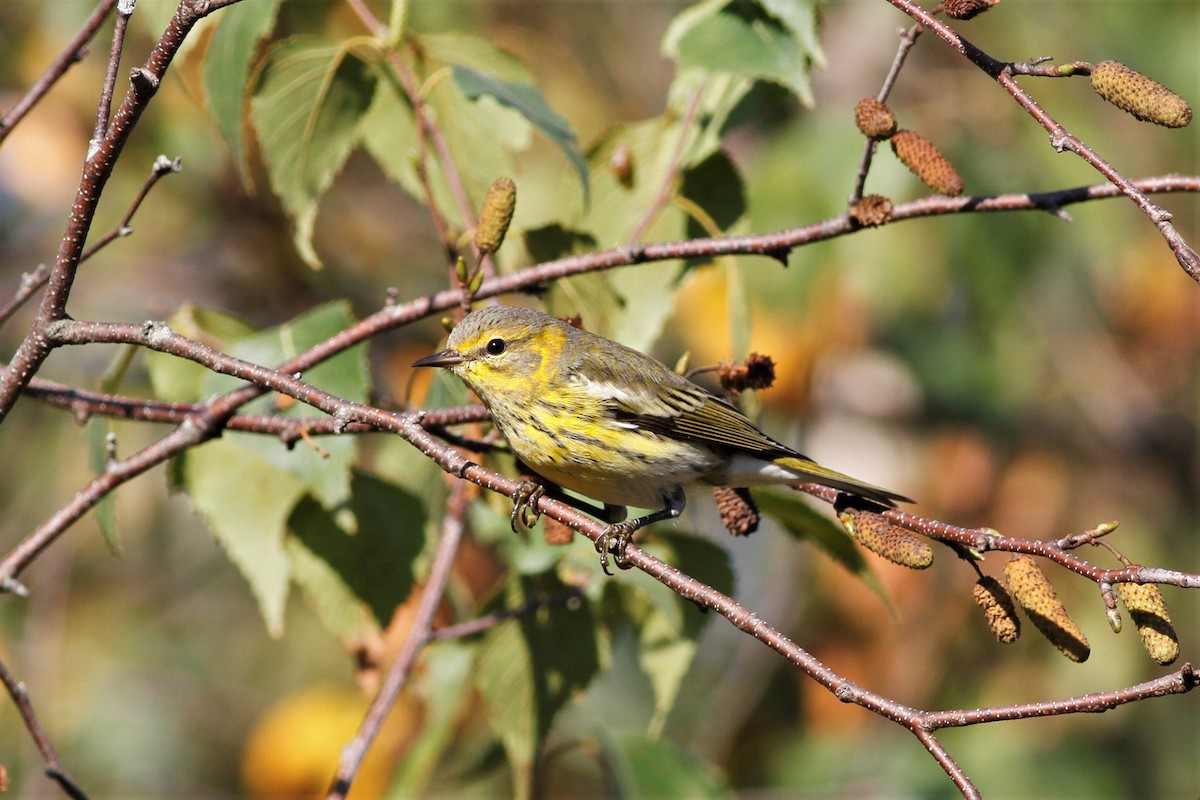 Cape May Warbler - ML608845955