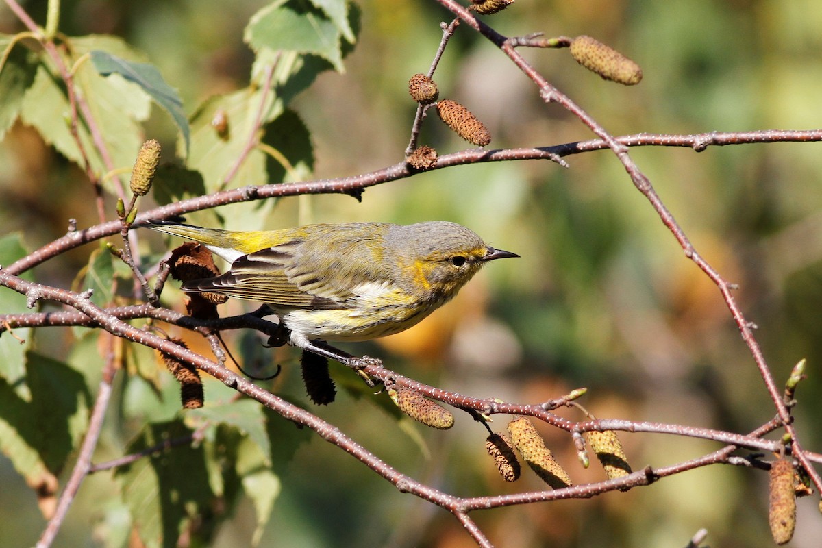 Cape May Warbler - ML608845958