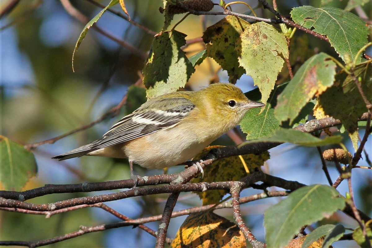 Bay-breasted Warbler - ML608845967