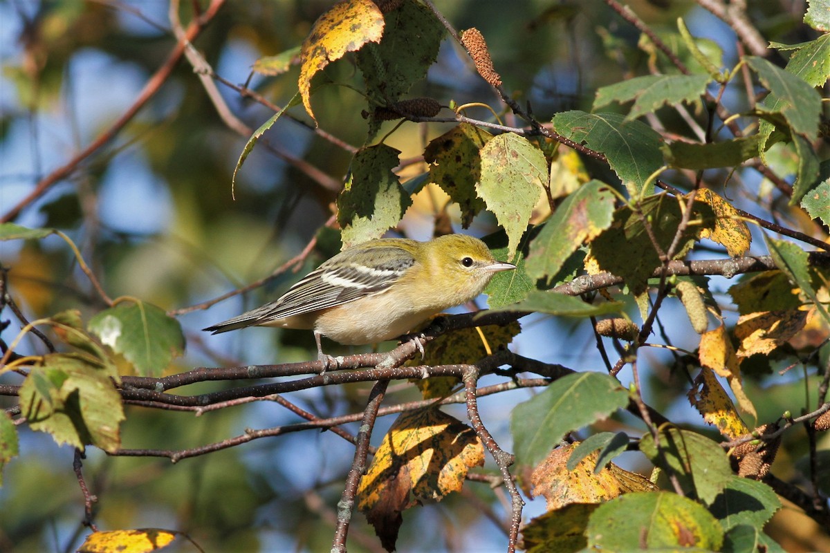 Bay-breasted Warbler - ML608845968