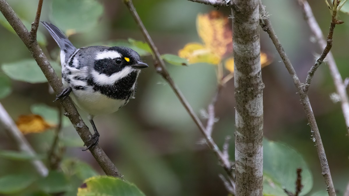 Black-throated Gray Warbler - Liam Hutcheson