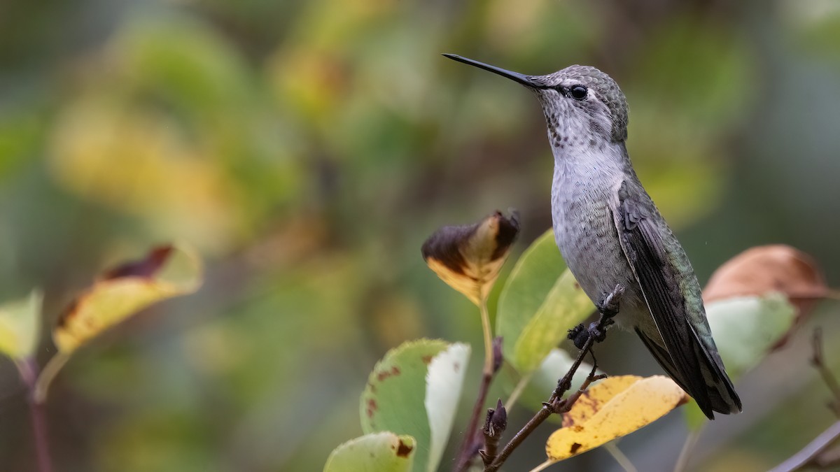 Colibrí de Anna - ML608846011