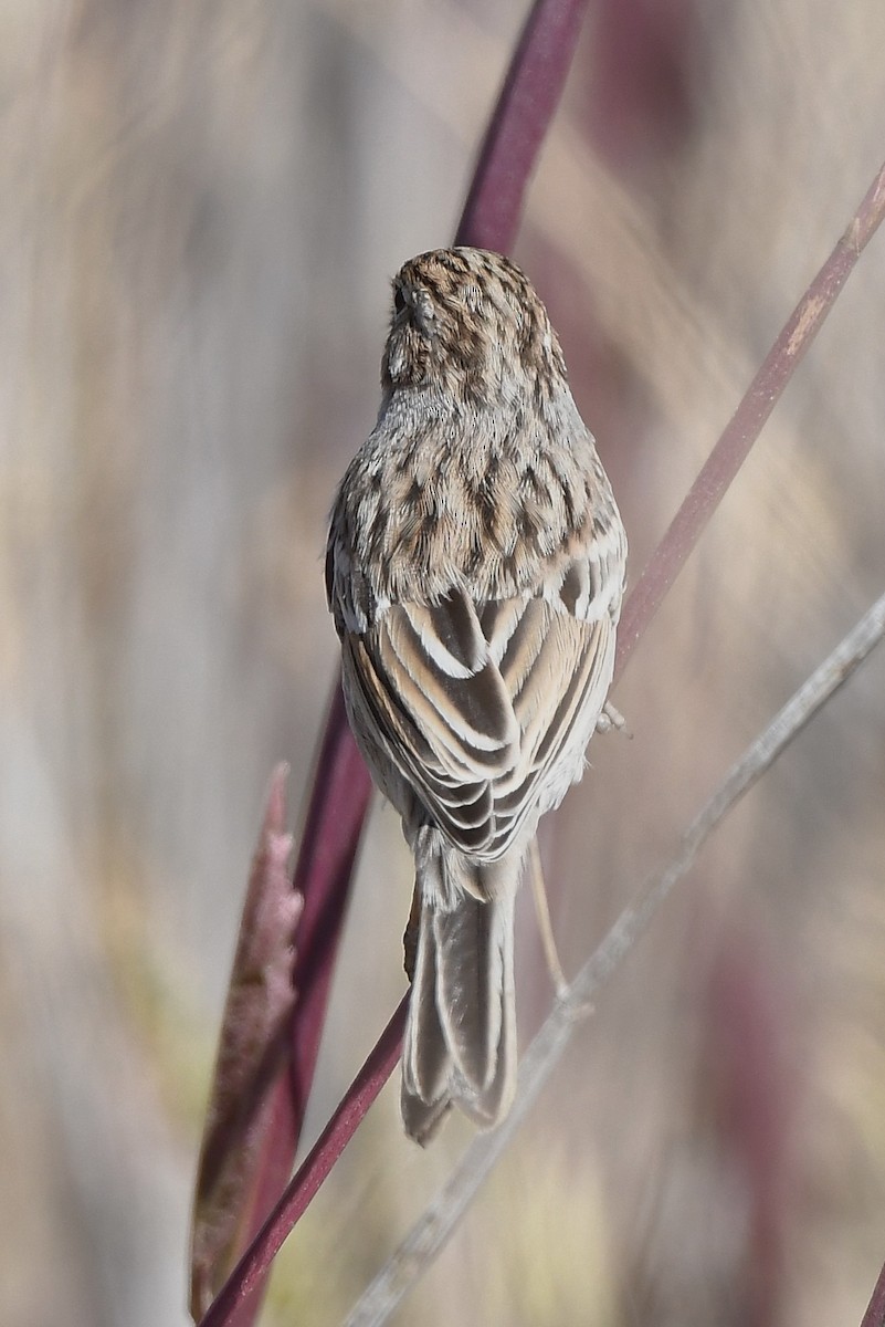 Brewer's Sparrow - ML608846043