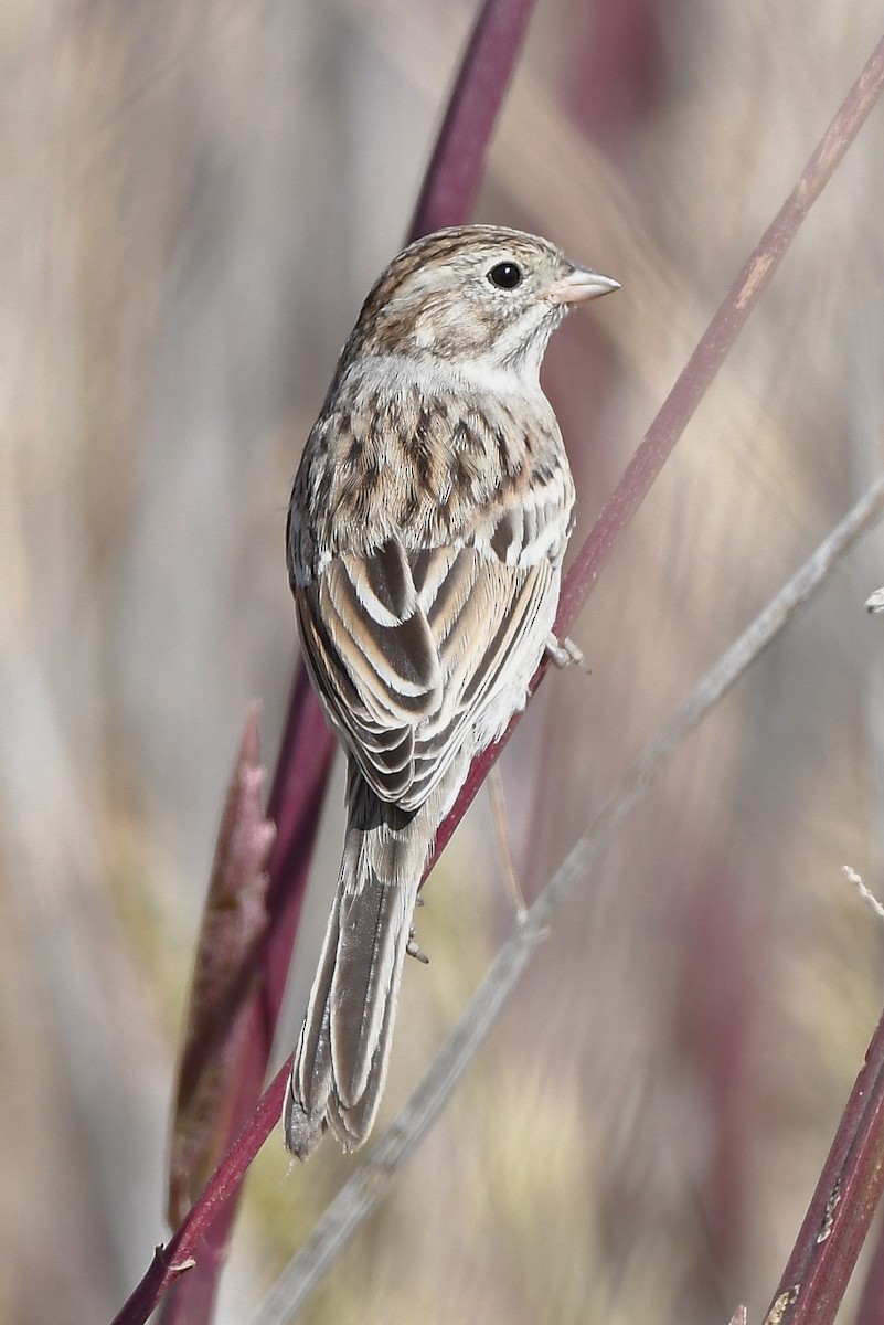 Brewer's Sparrow - ML608846044