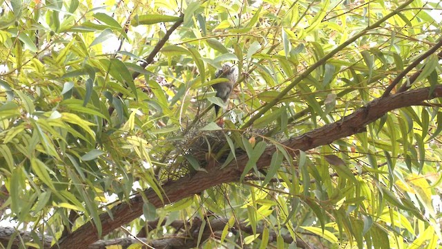 Red Wattlebird - ML608846049