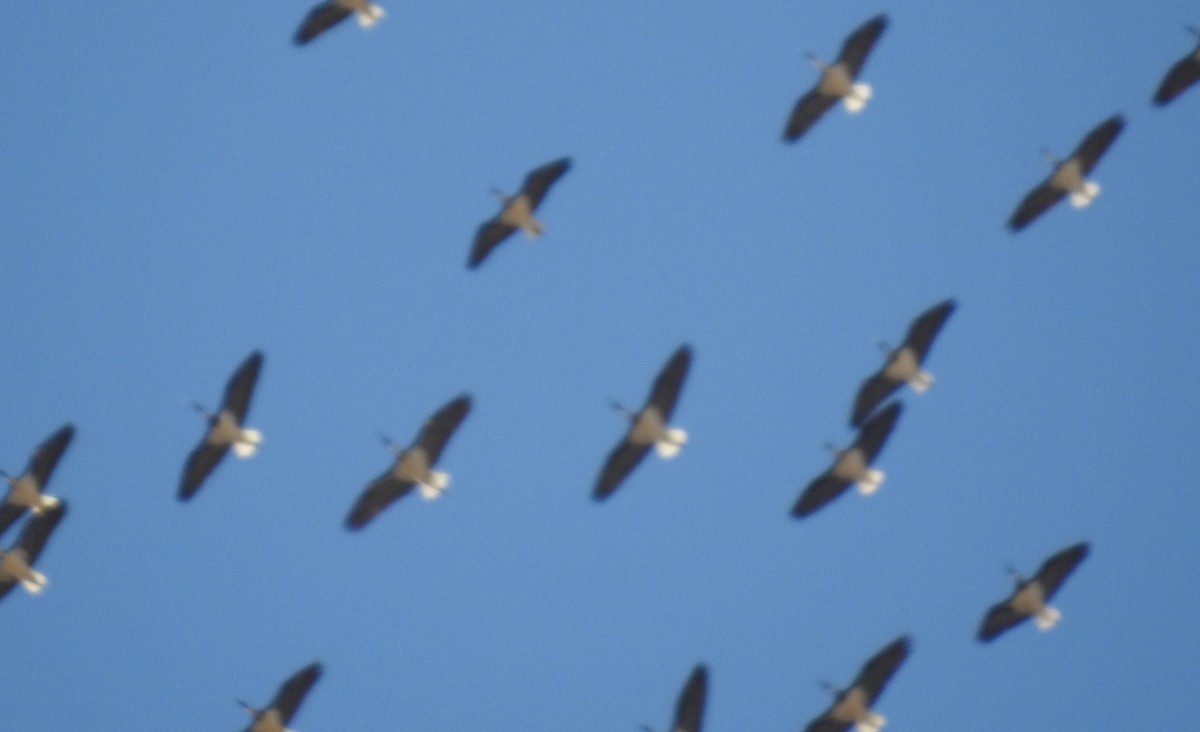 ibis slámokrký - ML608846100
