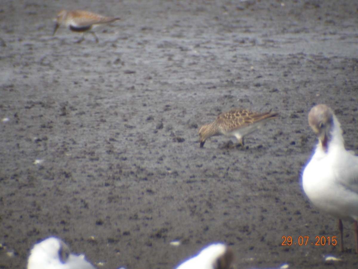 Pectoral Sandpiper - ML608846176