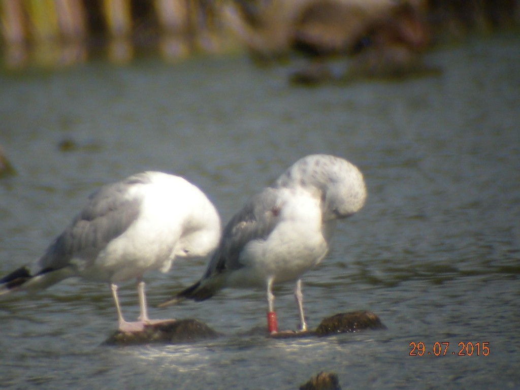 Gaviota del Caspio - ML608846195