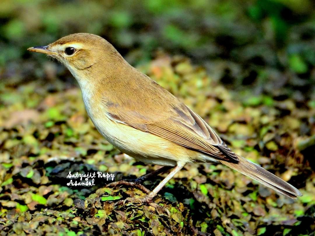 Booted Warbler - Satyajit Roy