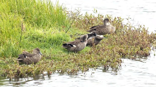 ハイイロコガモ - ML608846249