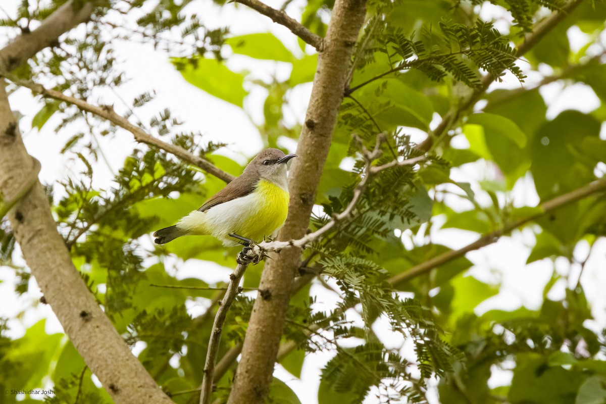 Purple-rumped Sunbird - ML608846313