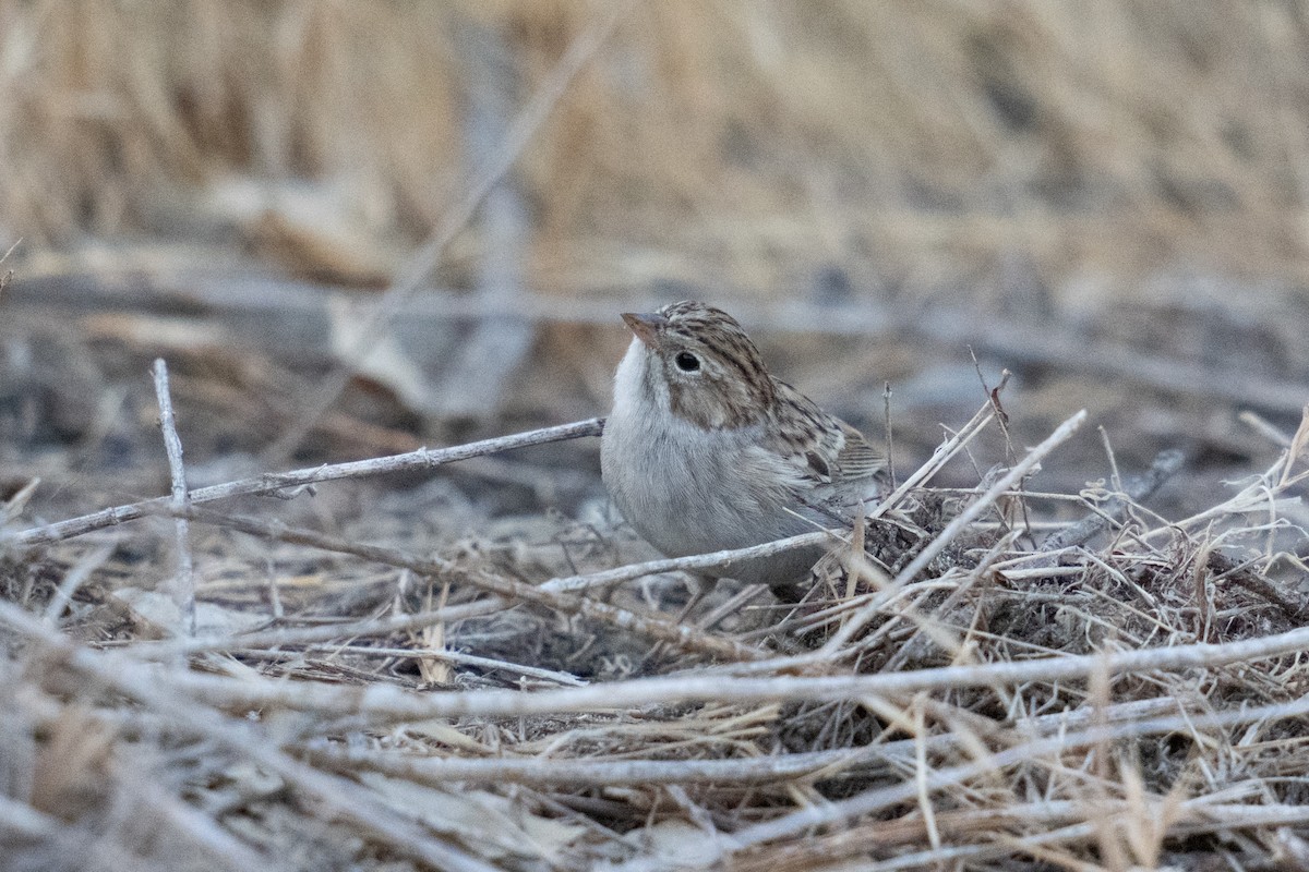Brewer's Sparrow - ML608846359