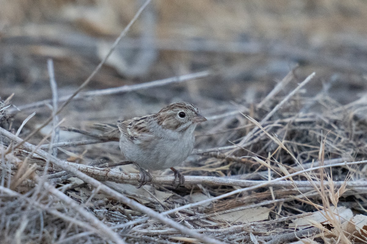 Brewer's Sparrow - ML608846360