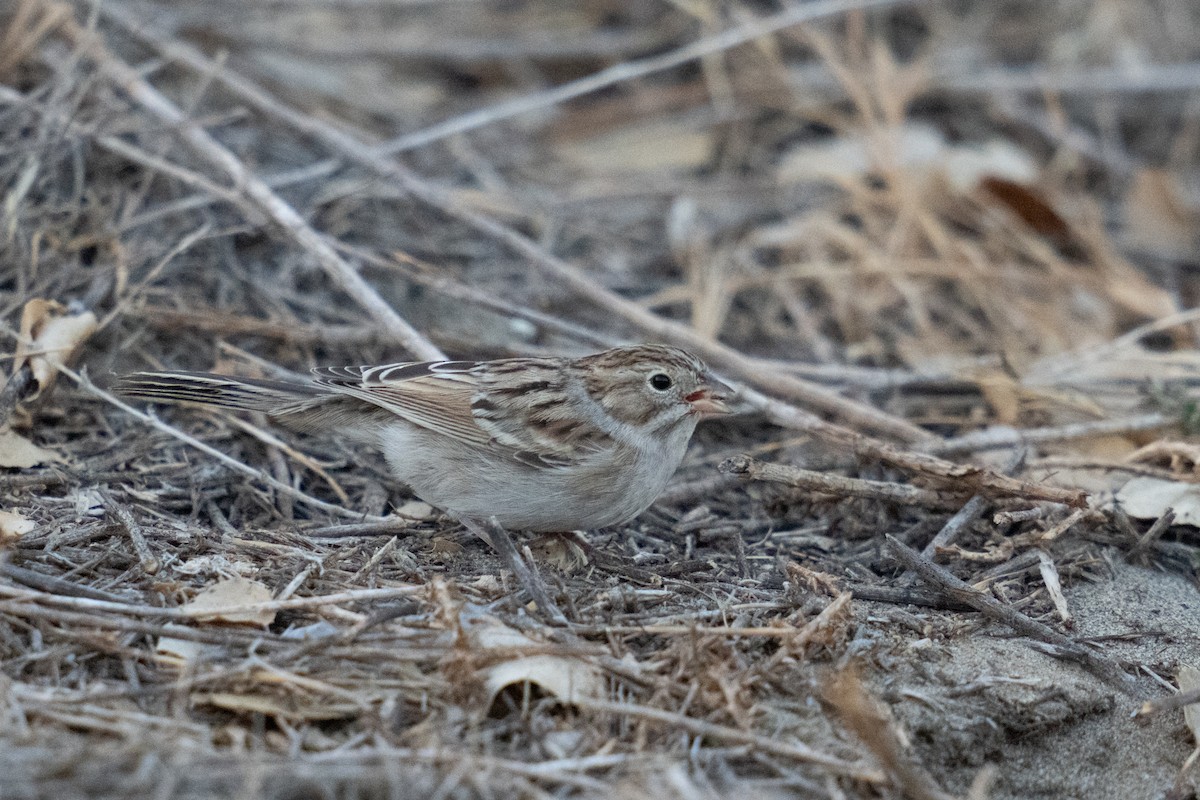 Brewer's Sparrow - ML608846361