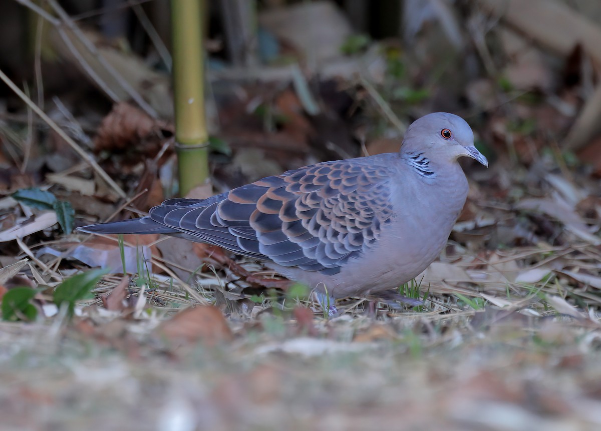 Oriental Turtle-Dove - ML608846394