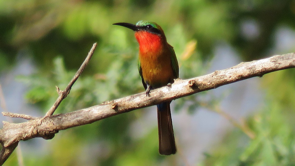 Guêpier à gorge rouge - ML608846425