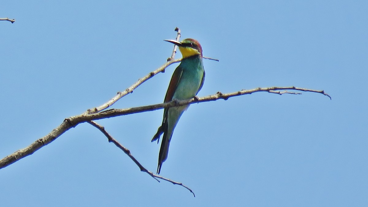European Bee-eater - ML608846429