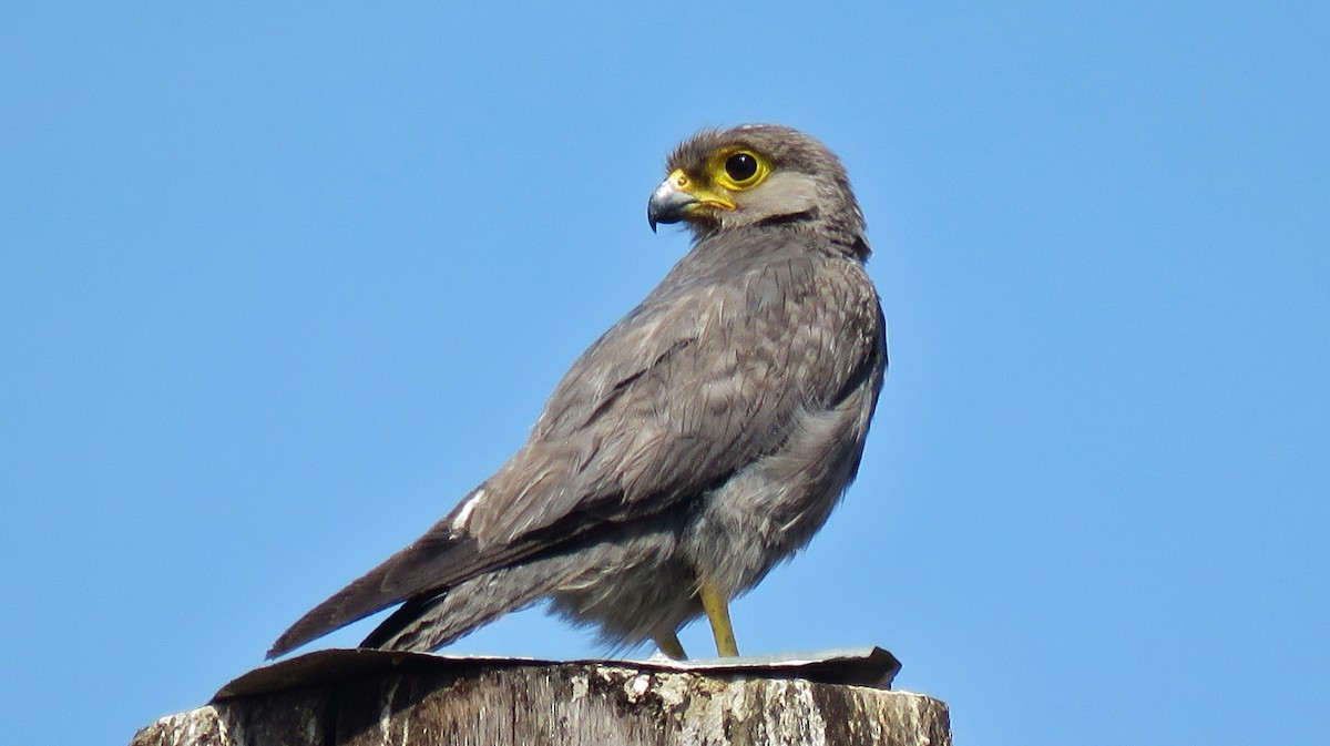 Gray Kestrel - ML608846434